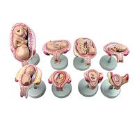 sjdoPulse 1:1 Set of Fetus/Foetus Embryo Pregnancy Models - Fetal Development Model Scientific Human Anatomy - for Midwifery Medical Educational Training Kits