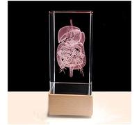 sjdoPulse 3D Human Liver Digestive System Model - Human Organ Anatomy Model Liver Digestive System Model - The 3D Human Liver Crystal Paperweight (L)