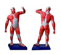 sjdoPulse 50 Cm Human Muscle Figure - Muscular System Model Has Superficial Muscle Anatomy And Structure of The Body - Miniature Human Muscle Movement Display Model -