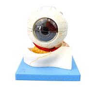 sjdoPulse 5X Magnified Eye Model - Detachable Eye Structure Anatomical Model with Digital Sign - Human Organ Anatomy Model - for Medical Educational Training Aid