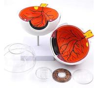 sjdoPulse 6X Enlarged Eyeball Anatomy Model - Human Organ Anatomical Model Human Eye Model - Multi-Part Structure Dissects Human Eyeball Model for Study Teaching Display Medical Model (B)