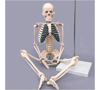 sjdoPulse 85CM human skeleton model - Life Size Skeleton bone Model with Ligaments teaching Skeleton Model Miniature Model Replica for study display medical teaching model,A