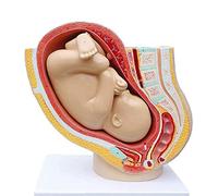 sjdoPulse Anatomical Pelvic Model - Human Female Pregnancy Full-Term Fetal Pelvic Model - Obstetrics and Gynecology Reproductive Health Teaching,Pregnancy Fetal 9Th Month