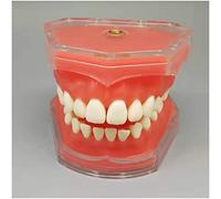 sjdoPulse Anatomy Teeth Model - Dental Implant Teeth Model - Typodont Teeth Model with 28 Pcs All Removable Teeth - Removable Tooth Model for Study Display (A)