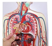sjdoPulse Blood Human Circulatory System Model - Blood and Vein Structures, Science Models Human Anatomy - For the Model Medical Educational Training Aid