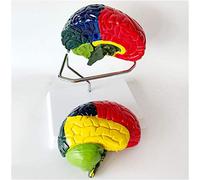 sjdoPulse Brain Anatomical Model - Human Brain Model Color-Coded Partitioned Brain Model - Life Size Human Brain Structure Anatomical Model - Removable 2 Parts for Study Teching Display (A)