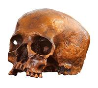 sjdoPulse Bronze Human Skull Model - Human Skull Replica Decor - Human Anatomy Figure Home Décor and Office Vintage Crafts