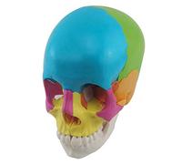 sjdoPulse Colored Skull Model - Disassembled Colored Skull - 1:1 Life Size Human Colored Skull Head Model - Detachable 22-Part - for Study Display Teaching Medical Model (A)