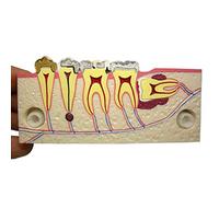 sjdoPulse Dental Teeth Anatomical Model - Dental Implant Study Analysis Teeth Model - Right Lower Posterior Tissue Anatomical Decomposition Model