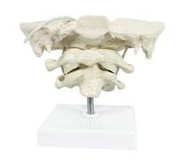 sjdoPulse Educational Model Occiput Model - Human Cervical Spine Model Occipital Bone Model Pvc Material Atlas And Axis with Occipital Bone Model for Medical Teaching Training Aid (A)