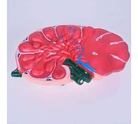 sjdoPulse Enlarged Model of Lymph Nodes - Educational Model Lymph Node Magnification Model - Pvc Material Biology Teaching Model - for Study Teaching Display Medical Model (A)