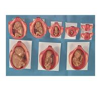 sjdoPulse Fertilization And Early Embryo Development Process Model - Human Pregnancy Embryo Development Model - Set of 8 Human Embryo/Fetus Fetal Development Model