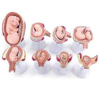 sjdoPulse Fetus development model - Embryonic development model Fetal development model - 1 Set of Fetus/Foetus Embryo Pregnancy Models - for study display teaching medical model