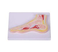sjdoPulse Foot Joint Anatomical Model - Human Foot Model - The Model of Foot Medical Teaching Demonstration Model - for Study Display Teaching Medical Model