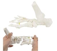 sjdoPulse Foot Skeleton Bone Model - Life Size Foot Ankle Model - Bendable Human Foot Skeleton Model Connected with Flexible Wire To Demonstrate Natural Movement (A)