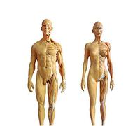sjdoPulse Human Anatomy Figure Model - Antique Design Human Skeleton Anatomical Painting Model - PU Material Female &Male Anatomy Figure - for Reference for Artists
