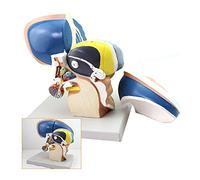 sjdoPulse Human Anatomy Science Models - Neuro Anatomical Thalamic Model - Zoom in 3 Times Medical Human Thalamus Model Intuitive Brain Scientific Human Anatomy - 4 Part