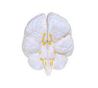 sjdoPulse Human Brain Anatomical Model - Medical Anatomical Brain Model - Human Brain Structure Anatomy Model - for Study Display Teaching Medical Model,A