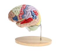 sjdoPulse Human Brain Anatomy Model - 2X Magnification Human Brain Model- Removable 4-Part Human Brain Anatomy Model Anatomical Human Model - for Medical Educational Training Aid