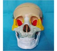sjdoPulse Human Colored Skull Model - Life Size Colorful Human Skull Model - Medical Anatomical Human Skull Model - Pvc Material - for Study Display Teaching (A)