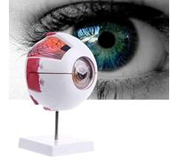 sjdoPulse Human Eye Anatomical Model - Human Organ Anatomy Model - 6X Magnification Detachable Natural Eyeball Model - for Science Classroom Study Display Teaching Medical Model