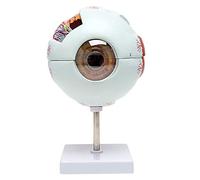 sjdoPulse Human Eye Model - 6x Magnification Eyeball Anatomical Model - Removable Human Organ Model Eye Anatomical Model - Anatomical Eye Ball for School Teaching Study