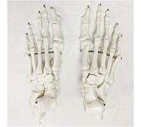 sjdoPulse Human Foot Bone Model - Foot Skeleton Anatomical Model - Realistic Simulated Toe Joint Bone And Sole Model - Medical Anatomical Skeleton Foot Model for Study Teaching (A)
