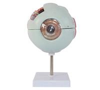 sjdoPulse Human Giant Eye Model - Human Eye Anatomical Model - 4D Vision Human Eye Medical Anatomy Model Eyeball Anatomical Model - for Study Display Teaching Medical Model,Lab Supplies
