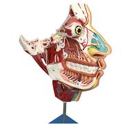 sjdoPulse Human Head And Face Model with Blood Vessels And Nerves - Medical Anatomical Head Model - Half Anatomical Head Model with Vessels Nerves Muscles - for Study Teaching (A)
