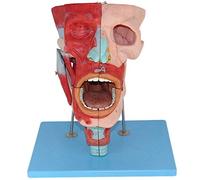 sjdoPulse Human Head Muscle Anatomical Model - 2X magnification Skull Nose Mouth Pharynx Larynx Throat Cavity Model with 113 Part Indication - for Medical Educational Training Aid