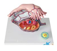 sjdoPulse Human Ovarian Magnification Model, Uterus Model, Female Reproductive System Model