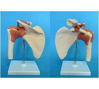 sjdoPulse Human Shoulder Bone Model with Ligament - 1:1 Human Shoulder Joint Skeleton Model - Function Model Shoulder Joint Model - for Medical Teaching Explanation (A)