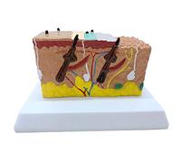 sjdoPulse Human Skin Anatomical Model - Skin Cross-Section Model - Anatomy Model Hair Growth Process Hair Follicle Model - Pvc Material - for Science Teaching Demonstration (A)