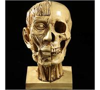 sjdoPulse Human Skull Head Muscle Bone Model - Muscular Human Head Skull Painting Reference Art Model - Resin Material Medical Art Drawing Model - for Reference for Artists (A)