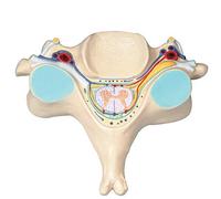 sjdoPulse Human Spinal Cord Cross-Sectional Magnification Model-The Fifth Cervical Spine with Spinal Cord and Spinal Nerve Magnification Model-7 Times Magnification