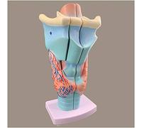 sjdoPulse Human Throat Model - 2X Magnification Throat Organ Model - Anatomy Model Throat Blood Vessels Model - Pvc Material - for Science Classroom Study Display, Lab Equipment (A)