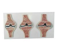sjdoPulse Knee Joint Sagittal Section Model - Human Anatomy Knee Joint Sagittal Section Model - Medical Anatomical Human Knee Joint Comparative Model - for Study Display Teaching