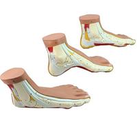 sjdoPulse Life Size Normal/Arched/Flat Foot Anatomical Model - Human Foot Model - Pvc Material Human Anatomy Science Models - for Exercise System Rehabilitation Correction Demonstration Teaching