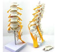 sjdoPulse Lumbar Spine Model - 1:1Life Size Sacral Nerve Skeletal Anatomy Model - Anatomical Spine Model Medical Teaching Model - for Medical Educational Training Aid
