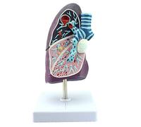 sjdoPulse Lung Anatomical Model - Human Organ Anatomy Model - Smoker's Pathological Tuberculosis Pneumonia Thoracic Surgery Respiratory Model - Human Anatomy Science Models