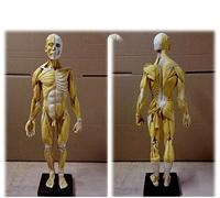 sjdoPulse Male Anatomy Figure Model - Human Muscle Bone Model - 23.6Inch Human Skeleton Anatomical Painting Model - for Artist Drawing Study (A)