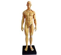 sjdoPulse Male Anatomy Figure Model - PU Material Human Anatomical Muscle Bone Model - Art Human Muscle Skull Head Bone Anatomical Structure Model - for Artist Drawing Study