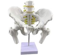 sjdoPulse Male Pelvic Model - Life Size Pelvis Model with Two-Section Lumbar Spine - Medical Anatomical Pelvis Model with Femoral Spinal Nerve Skeleton Model (A)