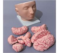 sjdoPulse Medical Anatomical Brain Model - Head Model with Brain - Human Anatomy Head Skull Brain Cerebral Artery Anatomical Model - for Study Display Teaching Medical Model