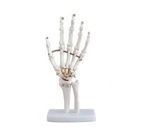 sjdoPulse Medical Anatomical Life-Size Hand Joint Anatomical Model Life Size Skeleton Model for Human Medical Anatomy Study, Mount on Base Portray Natural Movement of Human Hand | Instruction Manual