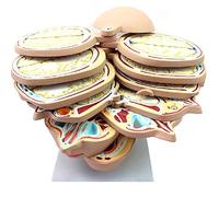 sjdoPulse Medical Brain Anatomical Human Model - Brain CTMRI Brain Model Image Medical Teaching Model -12 Parts Human Skull Brain Anatomical Model for Study Teaching