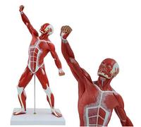sjdoPulse Miniature Muscular System Model - Human Muscle Model - 20" Human Muscles Anatomy Model Displaying Superficial Muscle Anatomy and Structure of the Body