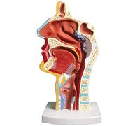 sjdoPulse Nasal Cavity Throat Anatomical Model-Pathological Nasal Pharyngeal Oropharyngeal Longitudinal Section Model