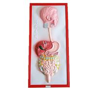 sjdoPulse Relief Model of Human Digestive System - Human Organ Anatomy Model Digestive System Model - for Study Display Teaching Medical Model (A)