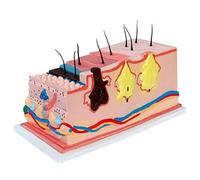 sjdoPulse Skin Structure Model - 230 Times Magnification Human Skin Model - Enlarge Human Skin The Structure of The Subcutaneous Tissue, Blood Vessels And Nerves Model for Study Teaching,A